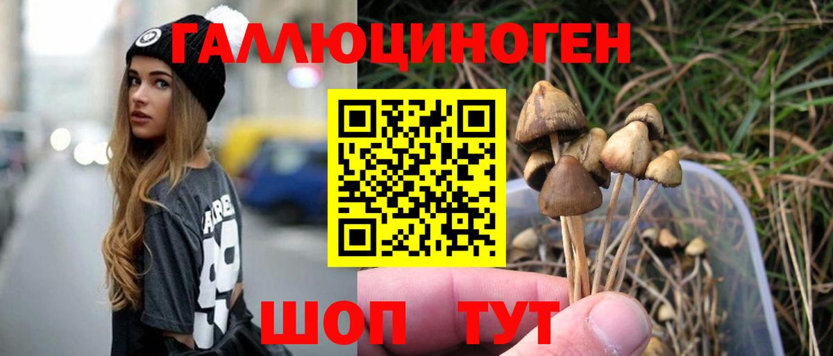 Псилоцибиновые грибы Psilocybine cubensis Дербент
